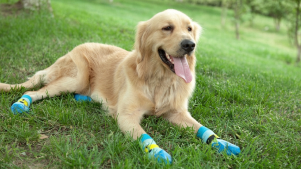 Chaussettes-chaussures imperméables anti-griffes pour chien – Semelle souple