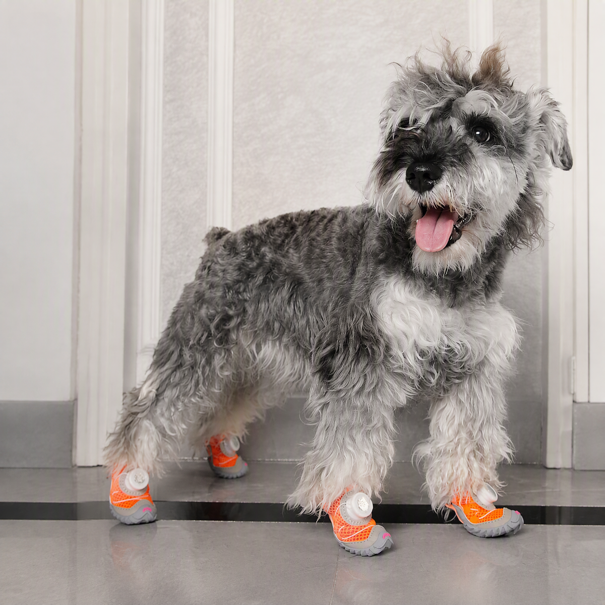Chaussures pour petit chien – Semelle souple et fine