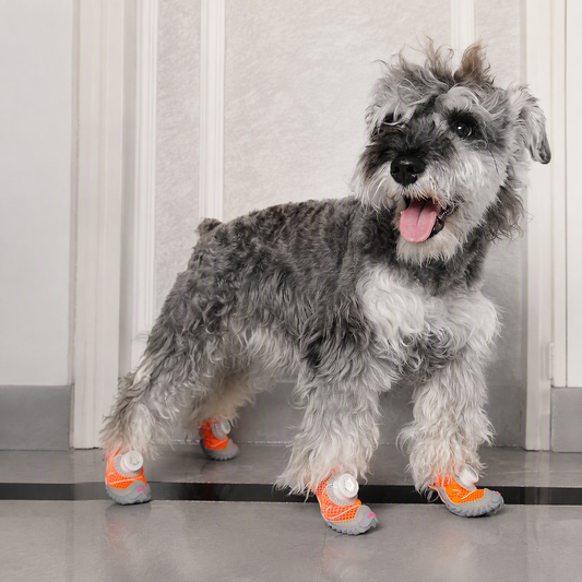 Chaussures pour petit chien – Semelle souple et fine
